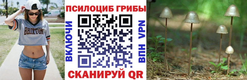 даркнет сайт Видное Псилоцибиновые грибы Cubensis